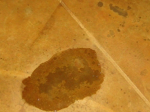 stain